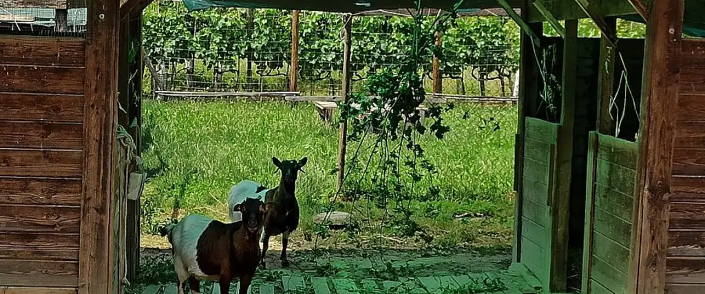 Immagine della fattoria