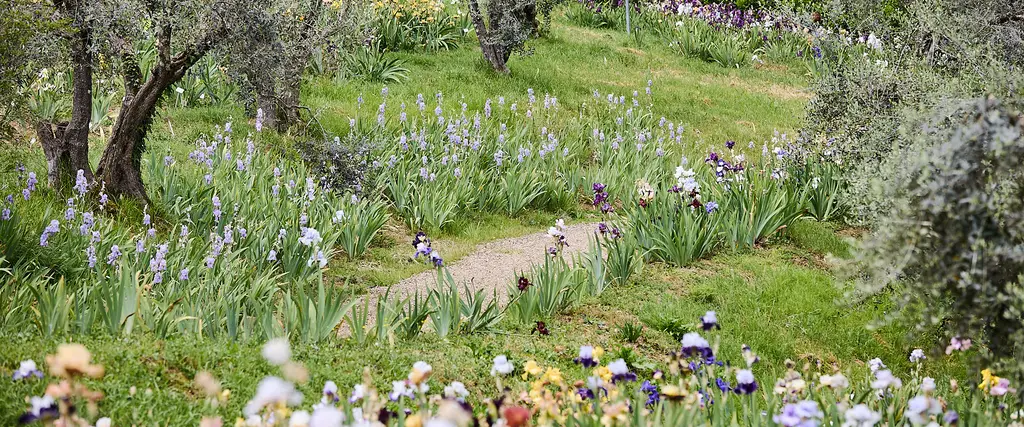 Giardino-iris