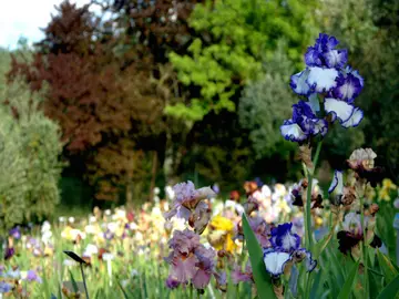 Foto Giardino dell'Iris