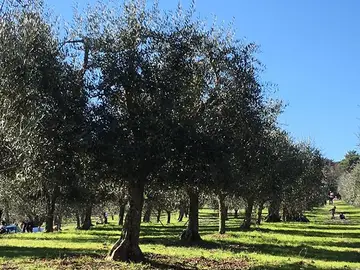 Parco di Poggio Valicaia