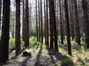Foresta di Monte Senario