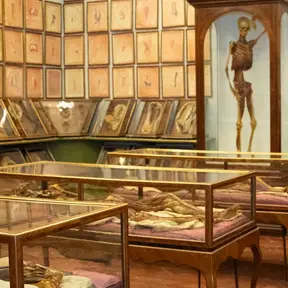 Le cere anatomiche