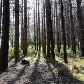 Foresta di Monte Senario