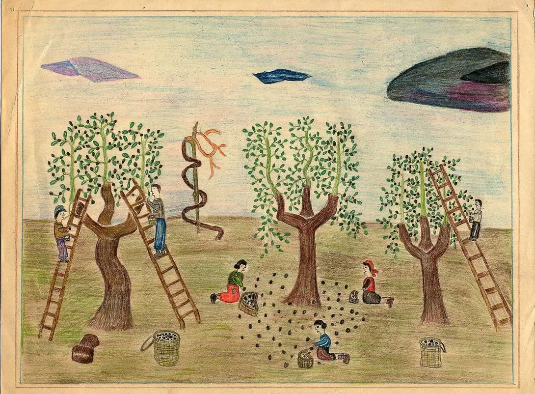 Fondo Maltoni Disegni raccolta olive Archivio Foto Comune di Impruneta