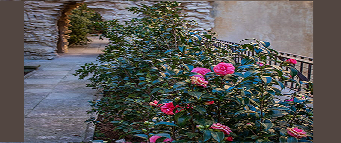 Visite al Giardino delle Camelie di Boboli